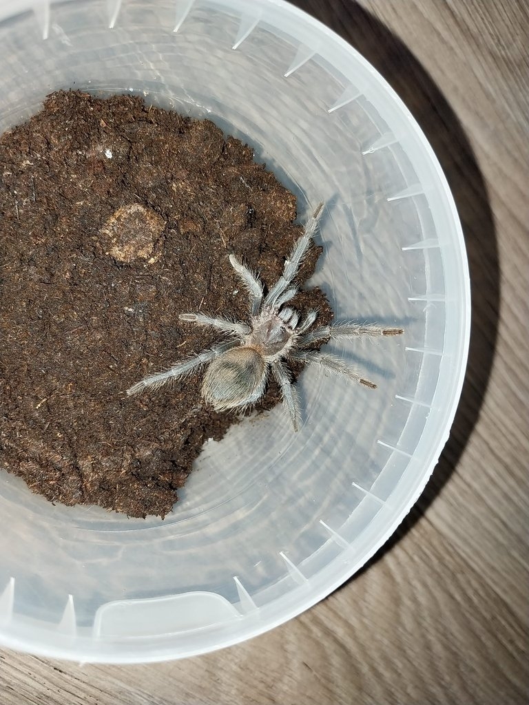 Lasiodora parahybana