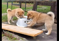 Shiba Inu s PP - Štěně