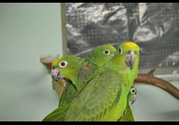 Amazona.o.ochrocephala