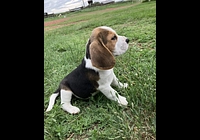 Štěňátka Bígl (též beagle) s PP
