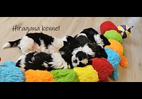 Štěňátka SHIH-TZU 