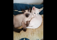 Koťátka Foreign White