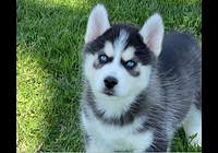 Sibiřský husky pejsek