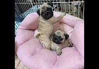 Mops Štěňata s pp