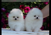 Německý špic trpasličí (Pomeranian) štěňátka