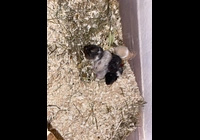 🐹Daruji miminka Křečka Syrského🐹
