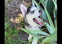 Sibiřský husky štěňátka