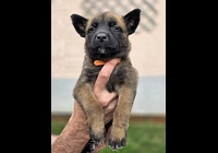 Prodám štěněta Belgický ovčák Malinois s PP 