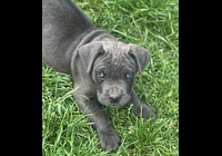 Cane corso  bez pp rezervace 