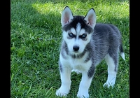 Prodám štěněta sibiřského huskyho s PP
