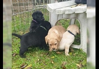 Labradorský retriever bez PP