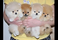  Německý špic. Mini pomeranian bez PP.