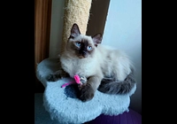 Ragdoll 