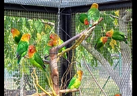 Agapornis Fischerův