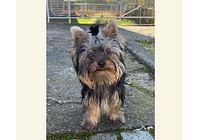 Cooper - Yorkshire Terrier s PP - kluk