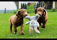 Hnědý retriever (jako hnědý labrador-chesapeake) s PP