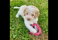 Lagotto Romagnolo s PP