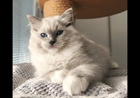 RAGDOLL koťátko s PP (FIFE)