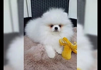 Prodám Pomeraniana