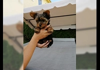  Yorkshire terrier bez PP