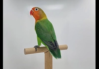 Agapornis fischeri