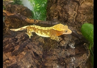 Correlophus Ciliatus samec 43g 