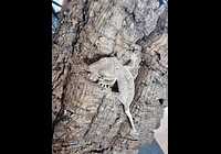  Pagekon řasnatý Correlophus ciliatus mláďata cca 1,5 - 2 měsíce 