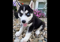 Sibiřský husky štěňátka