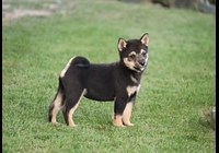 Shiba-inu - Cheb