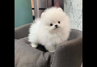 Milující šálek Pomeranian štěně