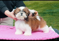 Štěňátka Shih-tzu s PP (shi-tzu, shihtzu)