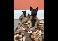 Belgický ovčák malinois štěňata 