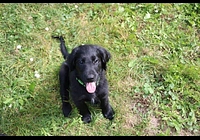 štěňátka FLAT COATED RETRIEVER