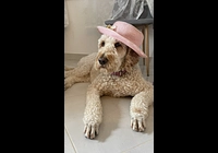 Goldendoodle