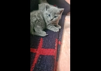 Britská modrá koťátka krátkosrstá 