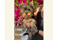 Yorkshire Terrier s PP - kluk