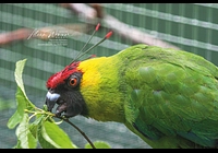 Papoušek chocholatý