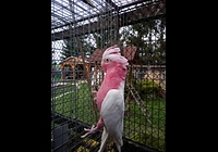 Kakadu ružový lutino