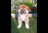 Štěňátka Akita Inu 