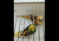 Papoušek zpěvavý 
