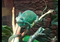 Chameleon Jemenský 