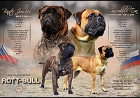 Bullmastif bulmastif bullmastiff bulmastiv