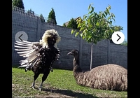 Emu hnědý tříletý pár 1+1