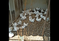 Prodám bílé holuby pávíky