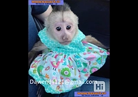 Zdravá mláďata kapucínských opic na prodej
