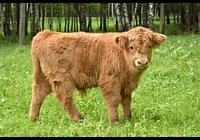 Prodám býčka, nar. 2023 Highland-Skotský náhorní skot z kontrolovaného ekologického chovu