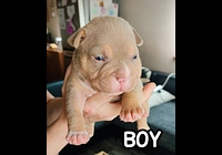 American Bully s PP ABKC 