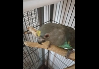Papoušek žlutotemenný meyeri