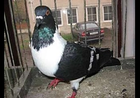 Prodám holubi Moravské pštrosy černé