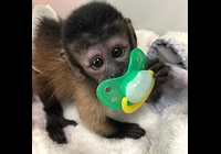 Prodám mláďata kapucínských opic, stáří 9 týdnů*